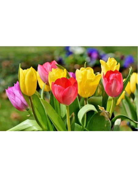 Blumen bulbi tulipano Single Late mix 5 pz