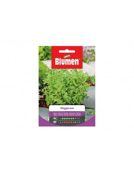 SEMI BLUMEN MAGGIORANA