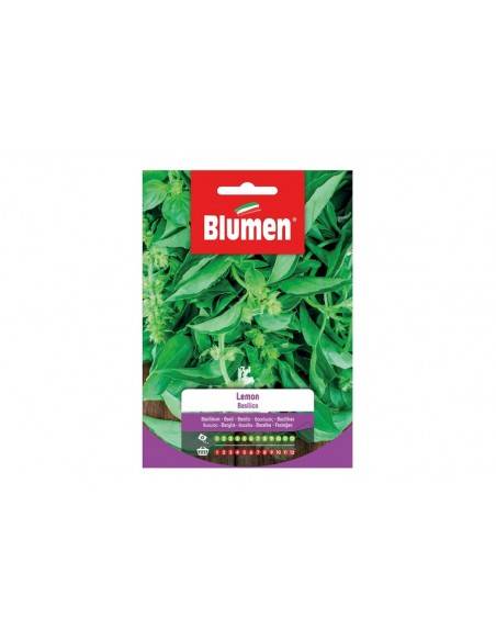 SEMI BLUMEN BASILICO LEMON