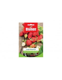 SEMI BLUMEN FRAGOLE RAMPICANTI