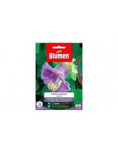 SEMI BLUMEN COBAEA SCADENS VIOLETTA