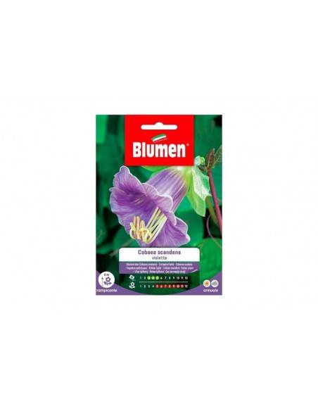 SEMI BLUMEN COBAEA SCADENS VIOLETTA