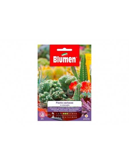 SEMI BLUMEN PIANTE CACTACEE IN MIX