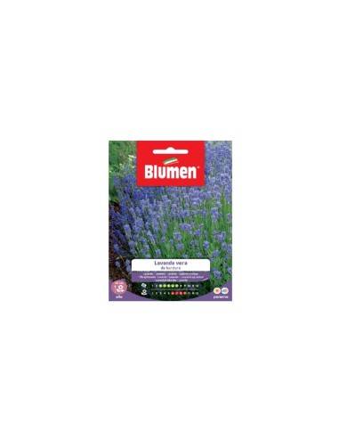SEMI BLUMEN LAVANDA VERA DA BORDURA