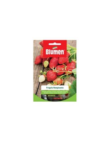 Semi Blumen fragole rampicanti