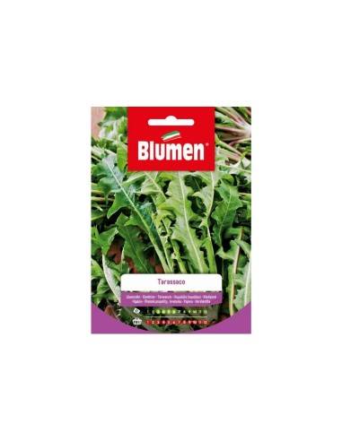 Blumen semi Tarassaco