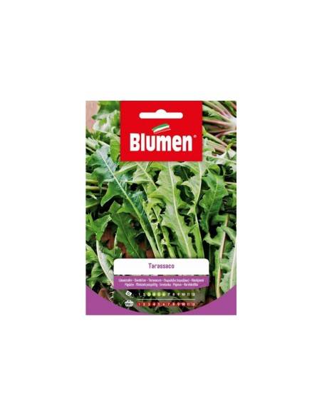 Blumen semi Tarassaco