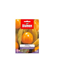 Semi Blumen Alkekengi da frutto 2