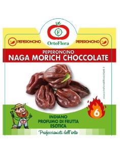 Ortoflora pianta Peperoncino Naga Morich Choccolate vaso...