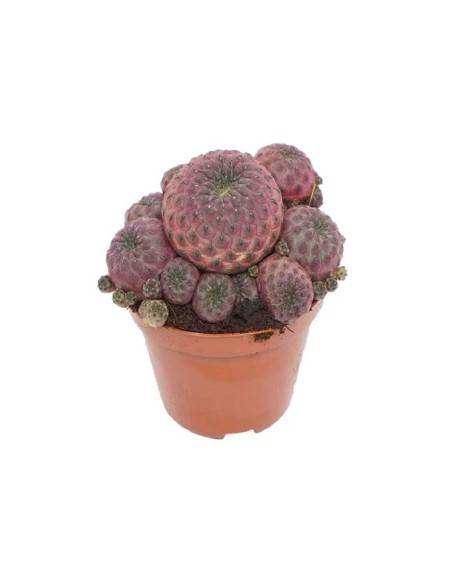 Giromagi Sulcorebutia Rauschii Violacidermis vaso diametro 6,5 cm