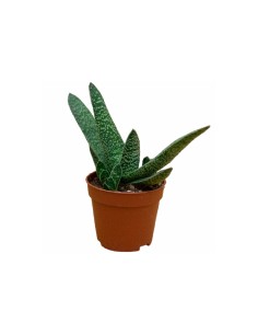 Giromagi Gasteria Verrucosa vaso diametro 6,5 cm