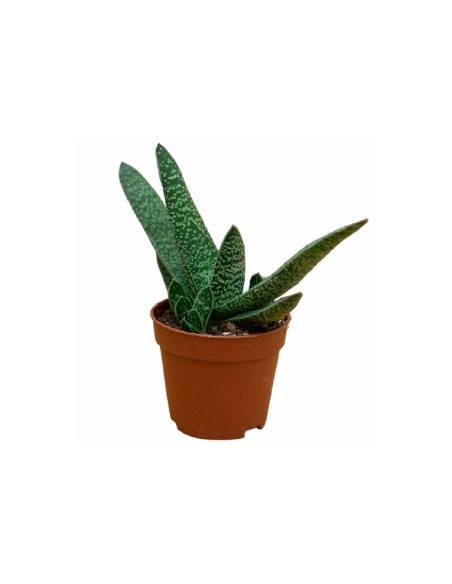 Giromagi Gasteria Verrucosa vaso diametro 6,5 cm