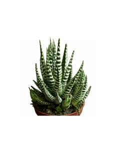 Haworthia Fasciata "Big Band" vaso diametro 9 cm 2