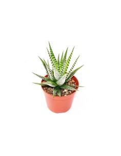 Haworthia Fasciata "Big Band" vaso diametro 9 cm