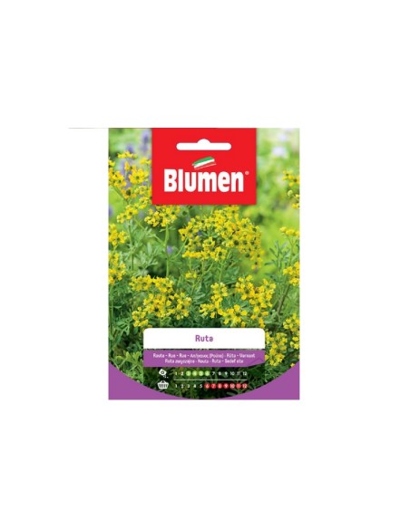 Blumen semi Ruta