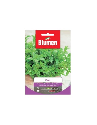 Blumen semi Menta