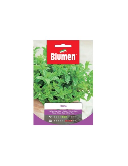 Blumen semi Menta