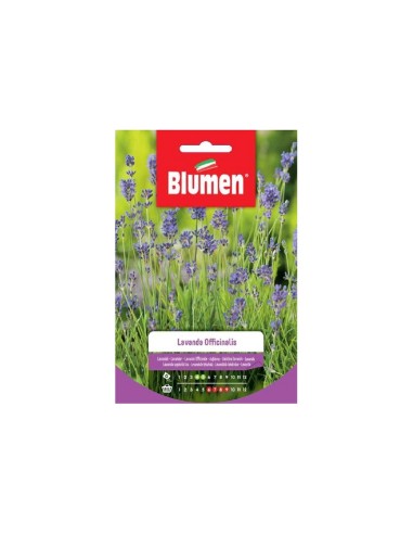 Blumen semi Lavanda Officinalis