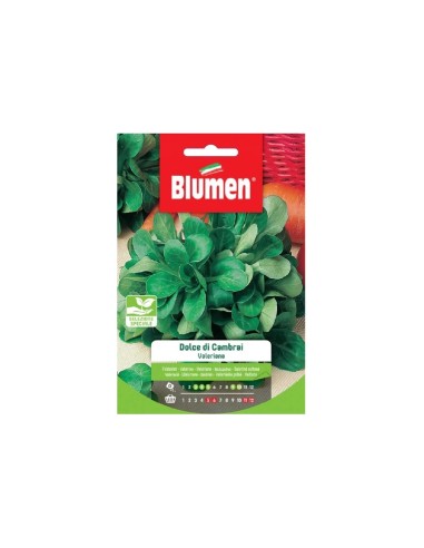 Blumen semi Valeriana Dolce di Cambray