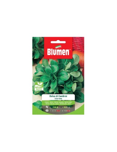 Blumen semi Valeriana Dolce di Cambray