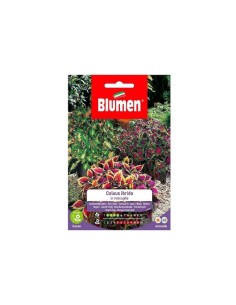 Blumen semi Coleus Hybridus in miscuglio