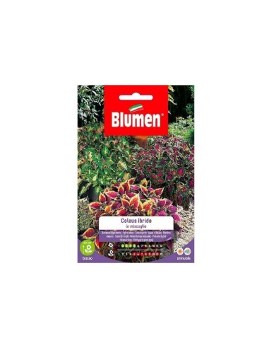 Blumen semi Coleus Hybridus in miscuglio