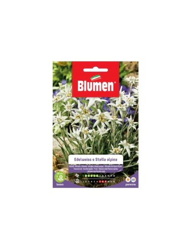 Blumen semi Edelweiss o Stella Alpina