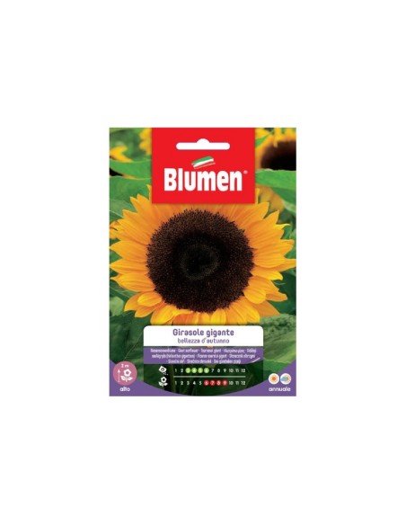 Blumen semi Girasole Gigante