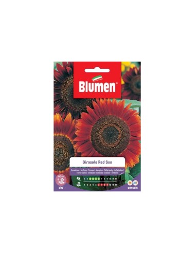 Blumen semi Girasole Red Sun