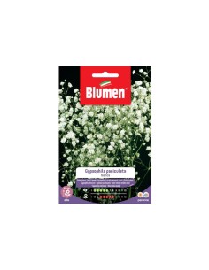 Blumen semi Gypsophila Peniculata Bianca