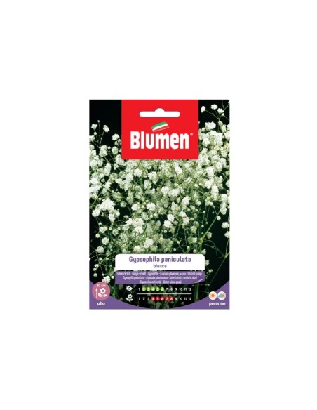 Blumen semi Gypsophila Peniculata Bianca