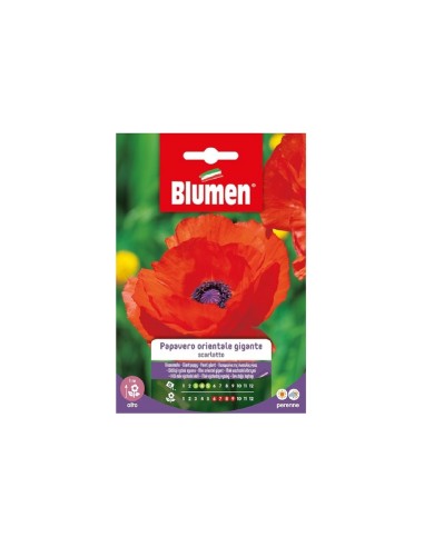 Blumen semi Papavero Orientale Gigante Scarlatto