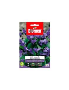 Blumen semi Viola Mammola 4 stagioni
