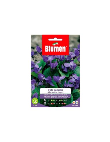 Blumen semi Viola Mammola 4 stagioni