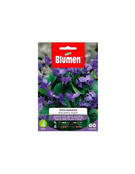 Blumen semi Viola Mammola 4 stagioni